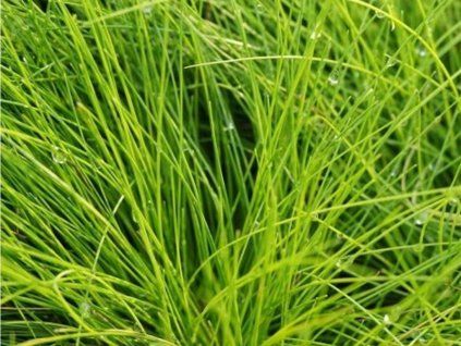 Metlička křivolaká 'Aurea' - Deschampsia flexuosa 'Aurea'  Deschampsia flexuosa 'Aurea'