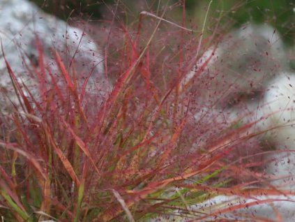 Milička spectabilis - Eragrostis spectabilis  Eragrostis spectabilis
