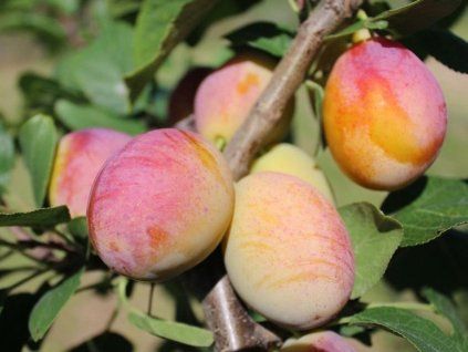 Mirabelka 'Aprimira'  Prunus domestica subsp. syriaca 'Aprimira'