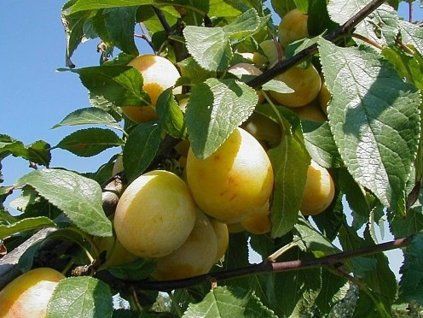 Mirabelka 'Bellamira'  Prunus domestica subsp. syriaca 'Bellamira'