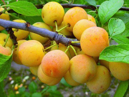 Mirabelka 'Nancyská'  Prunus domestica subsp. syriaca 'Nancyská'