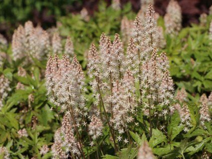 Mitrovnička 'Pink Skyrocket' - Tiarella 'Pink Skyrocket'  Tiarella 'Pink Skyrocket'
