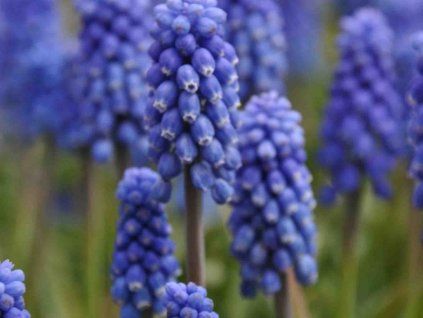Modřenec arménský 'Dark Eyes'  Muscari armeniacum 'Dark Eyes'
