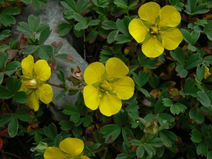 Mochna cuneata (ambigua) - Potentilla cuneata  Potentilla cuneata