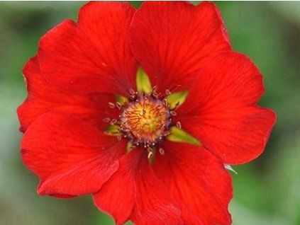 Mochna tmavočervená - Potentilla atrosanquinea  Potentilla atrosanquinea