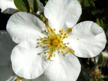 Mochna trojzubá 'Nuuk' - Potentilla tridentata 'Nuuk'  Potentilla tridentata 'Nuuk'