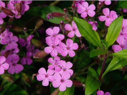 Mydlice bazalkovitá  - Saponaria ocymoides  Saponaria ocymoides