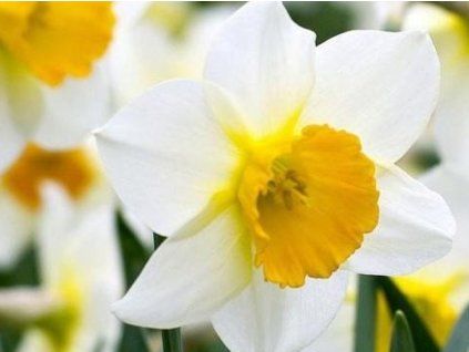 Narcis 'Ice Follies'  Narcissus 'Ice Follies'