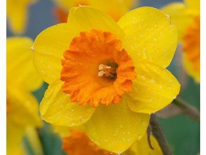 52806 1 narcis pimpernel 3ks
