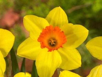 Narcis 'Red Devon'  Narcissus 'Red Devon'