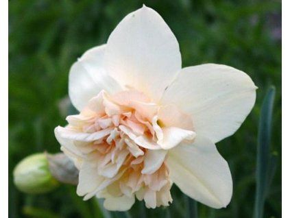 52845 1 narcis rosy cloud 3ks