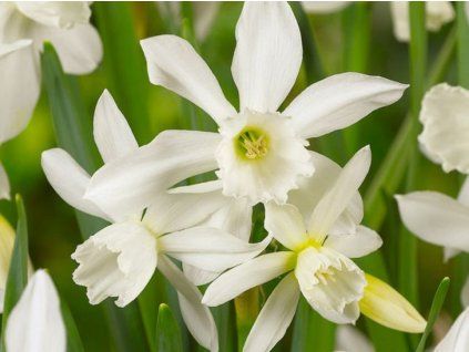 Narcis 'Thalia'  Narcissus 'Thalia'