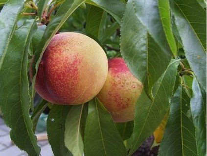 Nektarinka zakrslá 'Balkonela'  Prunus persica 'Balkonela'
