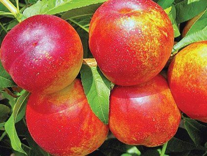 Nektarinka 'Roztylská'  Prunus persica 'Roztylská'