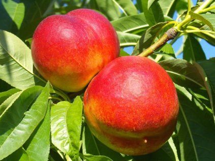 Nektarinka 'Stark Red Gold'  Prunus persica 'Stark Red Gold'