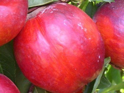 Nektarinka 'Super Queen'  Prunus persica ´Super Queen´