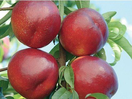 Nektarinka 'Venus'  Prunus persica ´Venus´