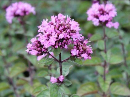 Oregáno, dobromysl 'Rosenkuppel' - Origanum laevigatum hybr. 'Rosenkuppel'  Origanum laevigatum 'Rosenkuppel'