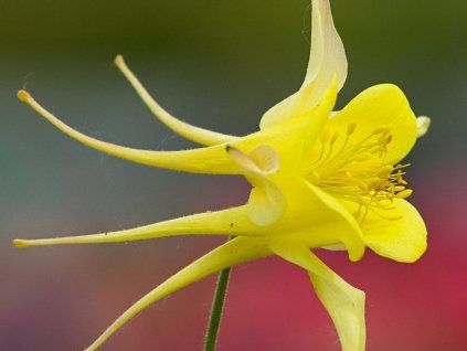 yellow q