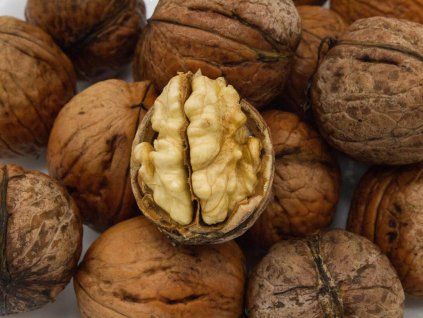 Ořešák 'Apollo'  Juglans regia 'Apollo'