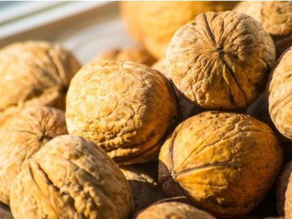 Ořešák 'Seifersdorfský'  Juglans regia 'Seifersdorfský'