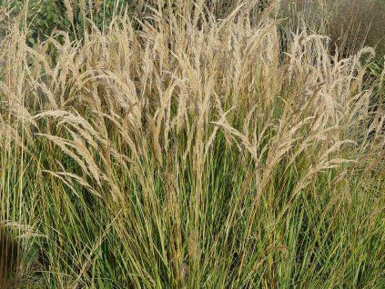 Osinatec třtinový - Achnatherum calamagrostis  Achnatherum calamagrostis
