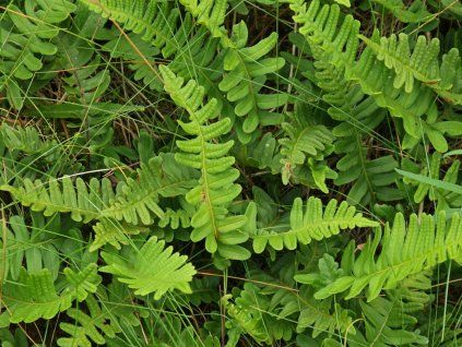 Osladič obecný  - Polypodium vulgare  Polypodium vulgare