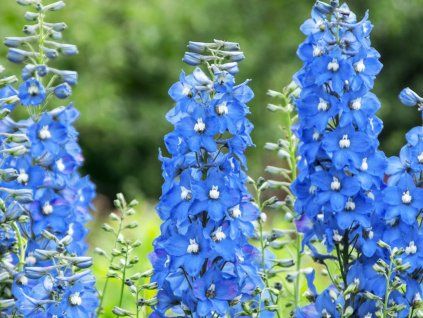 Ostrožka Pacific-Serie 'Summer Skies' - Delphinium Pacific-Serie 'Summer Skies'  Delphinium Pacific-Serie 'Summer Skies'