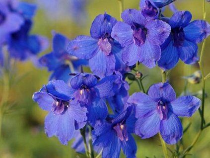 blauer