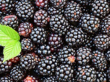 Ostružiník 'Black Satin'  Rubus fruticosus 'Black Satin'