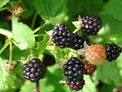 Ostružiník 'Gazda'  Rubus fruticosus 'Gazda'