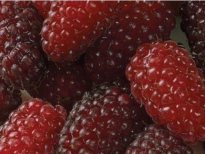 Ostružinomalina 'LoganBerry' (Balení kontejner C3)