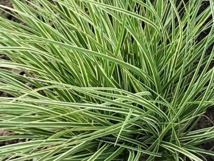 Ostřice horská 'Raureif' - Carex montana 'Raureif'  Carex montana 'Raureif'