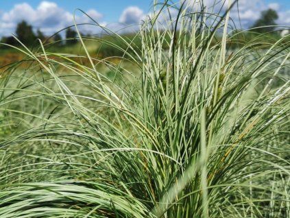 Ostřice chocholatá 'Frosted Curls' - Carex comans 'Frosted Curls'  Carex comans 'Frosted Curls'