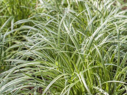 Ostřice japonská  'Silver Sceptre' - Carex morrowii 'Silver Sceptre'  Carex morrowii 'Silver Sceptre'
