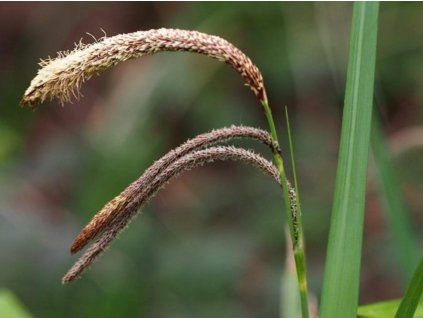 carex pendula 3edma 675x900