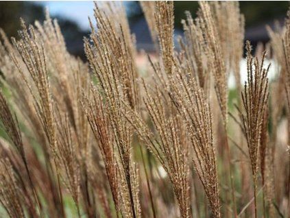 Ozdobnice čínská 'Dronning Ingrid' - Miscanthus sinensis 'Dronning Ingrid'  Miscanthus sinensis 'Dronning Ingrid'