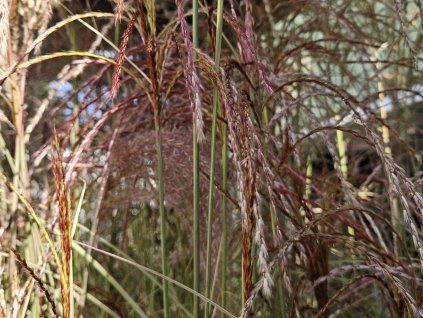 Ozdobnice čínská 'Morning Light'- Miscanthus sinensis 'Morning Light'  Miscanthus sinensis 'Morning Light'