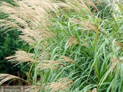 Ozdobnice čínská 'Silberfeder' - Miscanthus sinensis 'Silberfeder'  Miscanthus sinensis 'Silberfeder'