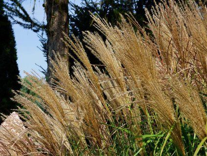 Ozdobnice čínská 'Spatgrun' - Miscanthus sinensis 'Spatgrun'  Miscanthus sinensis 'Spatgrun'