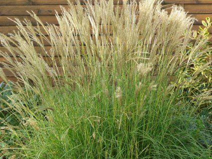 Ozdobnice čínská 'Yaku Jima' - Miscanthus sinensis 'Yaku Jima'  Miscanthus sinensis 'Yaku Jima'