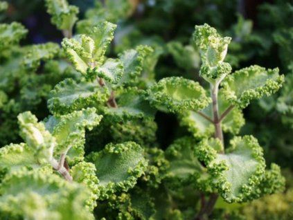 Ožanka lesní 'Crispa' - Teucrium scorodinia 'Crispa'  Teucrium scorodinia 'Crispa'