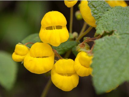 Pantoflíček - Calceolaria sp. patagonia  Calceolaria sp. patagonia