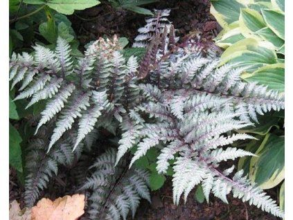 55014 1 papratka nipponicum metalicum red beauty athyrium nipponicum metalicum red beauty