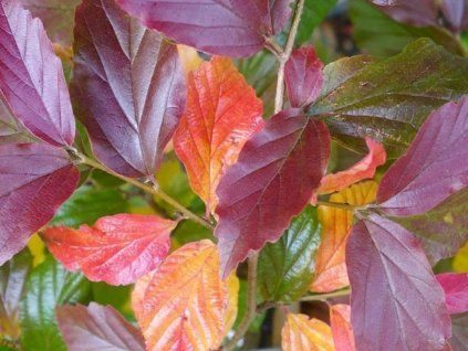 Parrotie perská 'Bella'  Parrotia persica 'Bella'