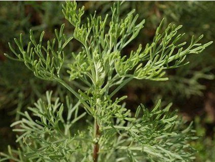 Pelyněk brotan  Artemisia abrotanum