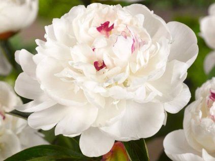 Pivoňka čínská 'Festiva Maxima' - Paeonia lactiflora 'Festiva Maxima'  Paeonia lactiflora 'Festiva Maxima'