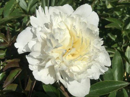 Pivoňka čínská 'Laura Dessert' - Paeonia lactiflora 'Laura Dessert'  Paeonia lactiflora 'Laura Dessert'