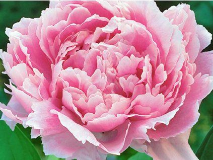 Pivoňka čínská 'Sarah Bernhardt' - Paeonia lactiflora 'Sarah Bernhardt'  Paeonia lactiflora 'Sarah Bernhardt'