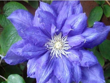 Plamének 'Beauty of Worcester'  Clematis 'Beauty of Worcester'